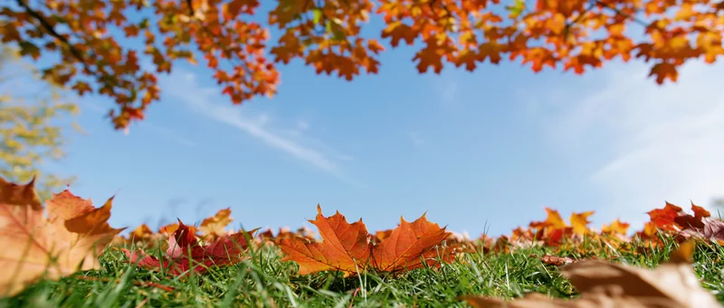 Autumn maple leaves scattered across green grass under a blue sky