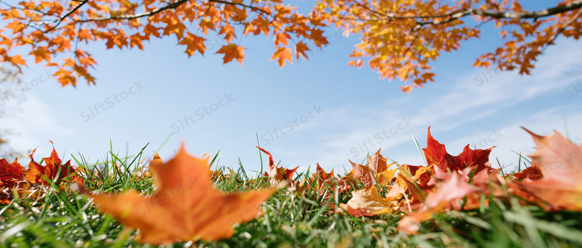 Autumn maple leaves scattered across green grass under a blue sky