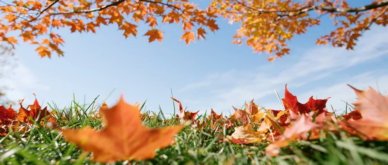 Autumn maple leaves scattered across green grass under a blue sky