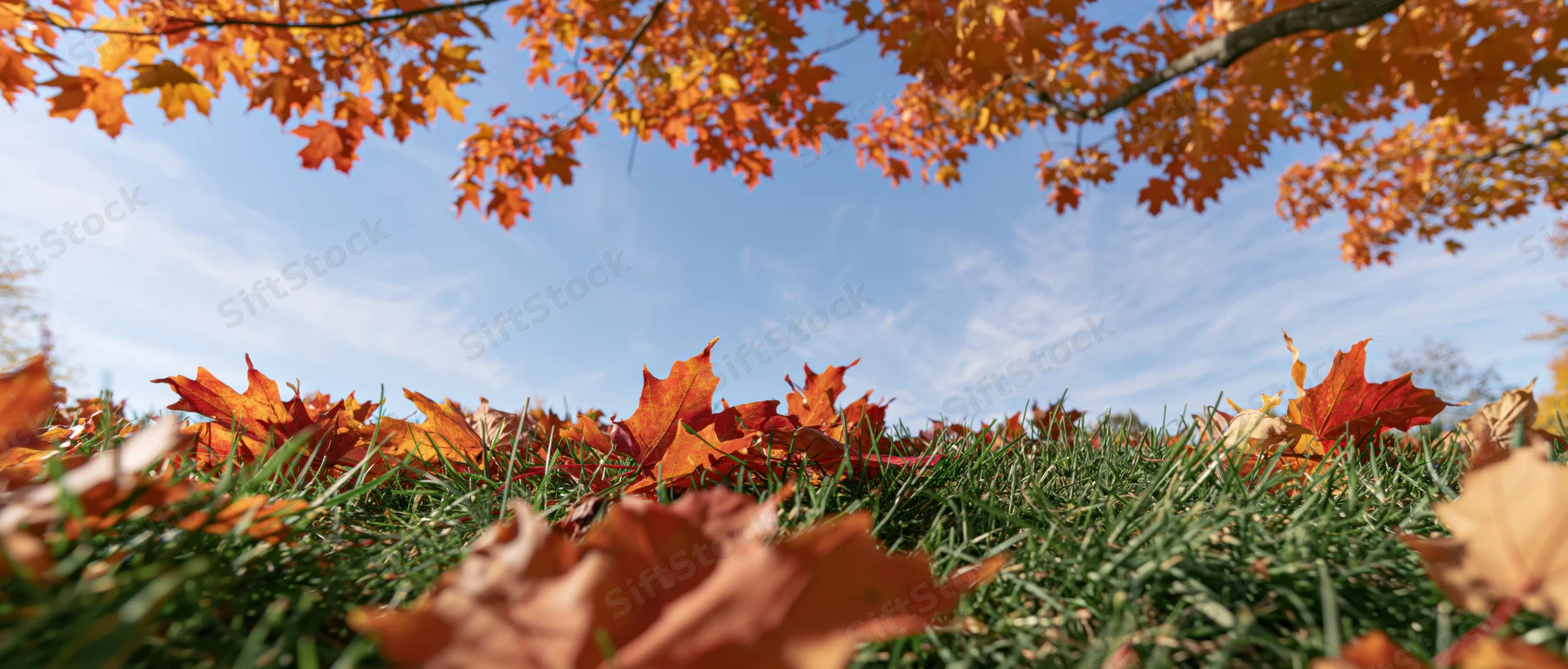 Autumn maple leaves scattered across green grass under a blue sky from a low angle
