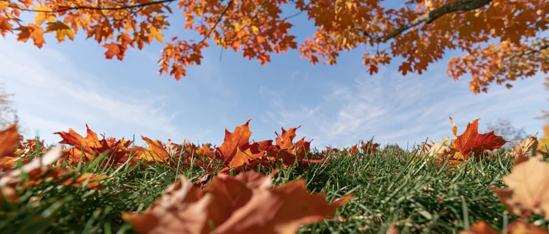 Autumn maple leaves scattered across green grass under a blue sky from a low angle