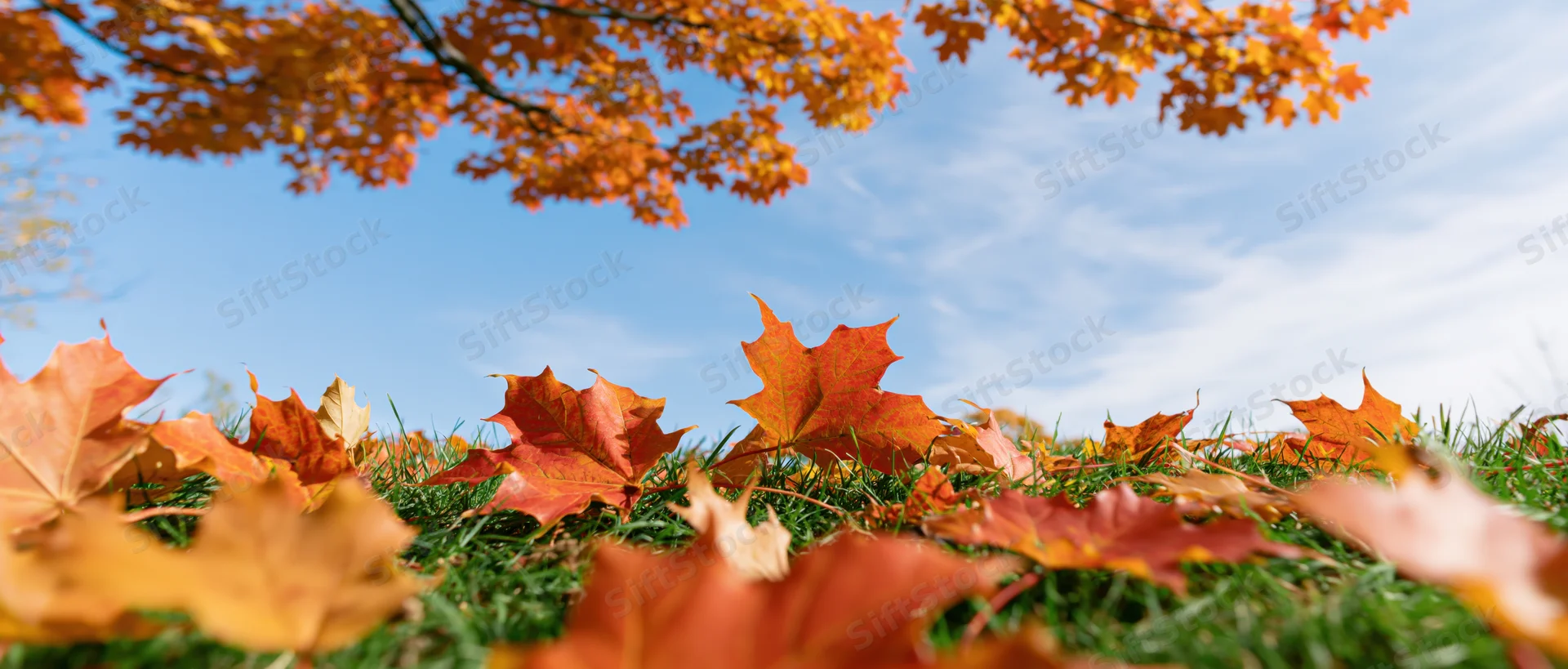 Autumn maple leaves scattered across green grass under a blue sky