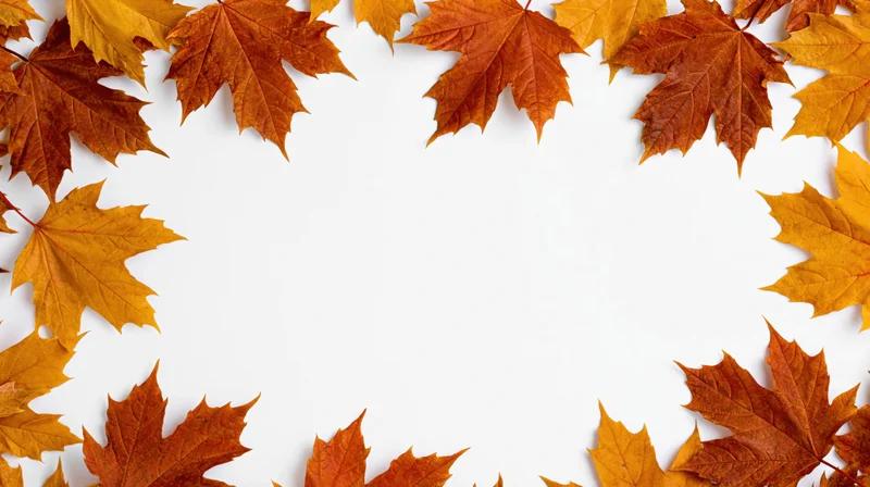 Autumn maple leaves arranged in a border around a white background