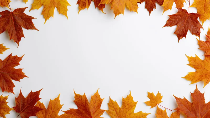 Autumn maple leaves arranged in a border around a white background with copyspace