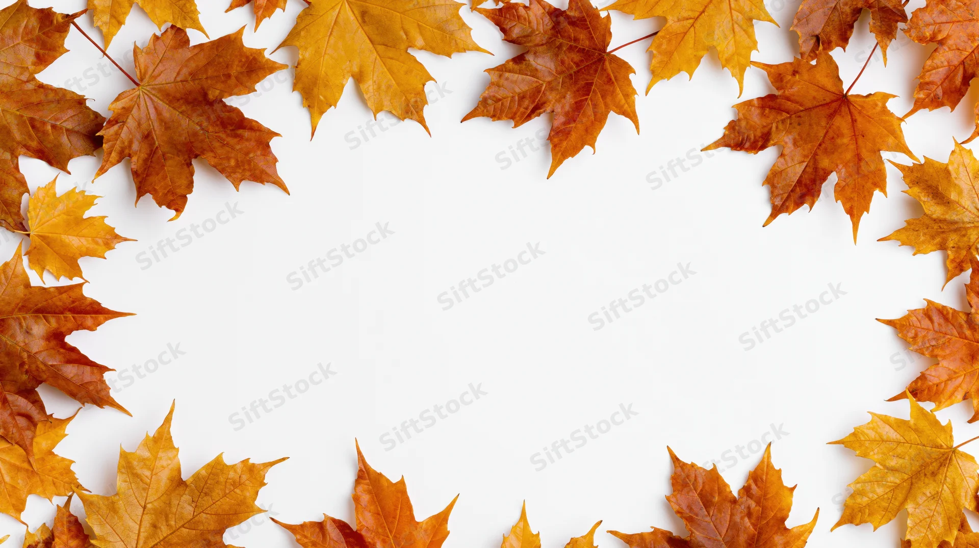 Autumn maple leaves arranged in a border around a white center copyspace