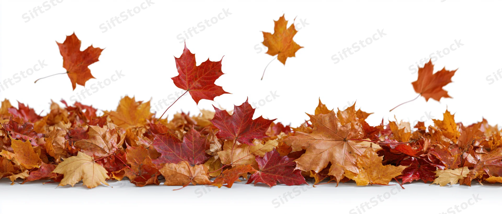 Scattered maple leaves in a low pile along the ground on white background