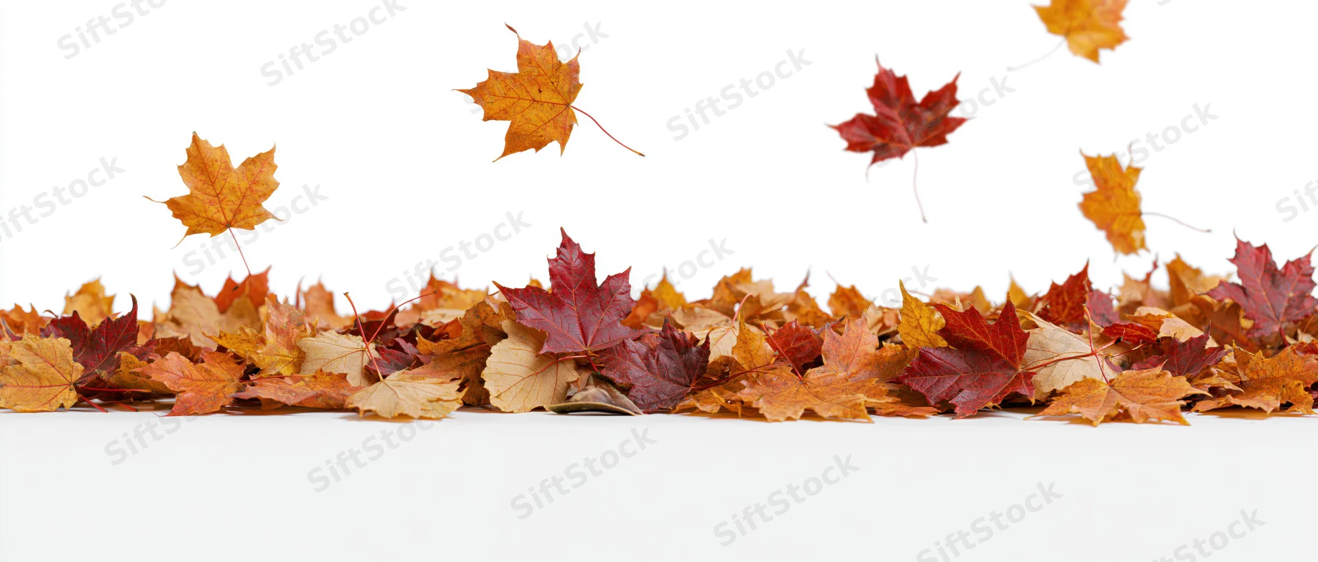 Maple leaves scattered in a low pile along the ground on white background