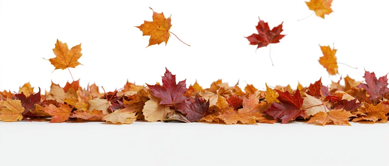 Maple leaves scattered in a low pile along the ground on white background