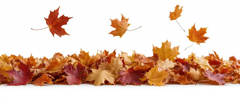 Scattered autumn maple leaves in a low pile along the ground with some floating above on white background