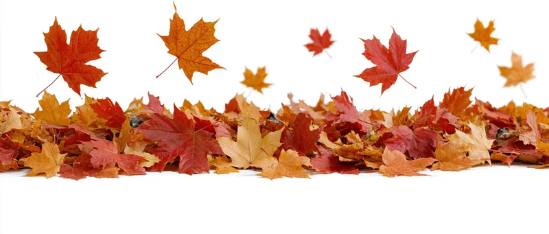 Maple leaves scattered in a low pile along the ground with some falling above, on white background