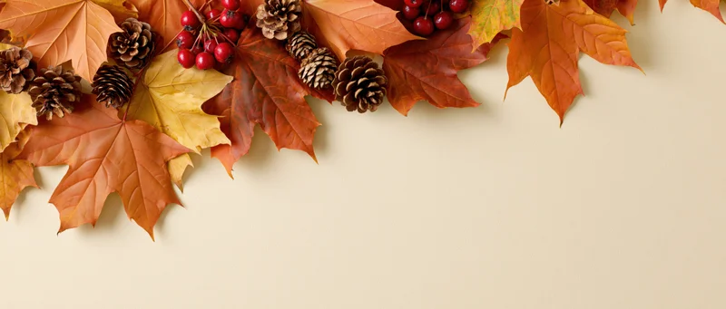 Autumn maple leaves and pine cones arranged along the top edge with copyspace below