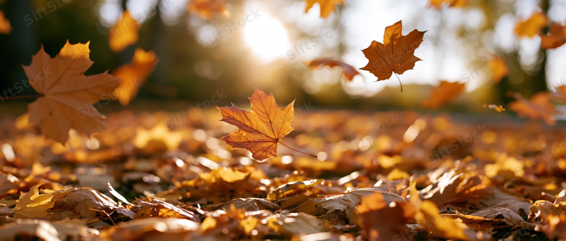 Maple leaves falling and swirling over a carpet of foliage in a park at autumn