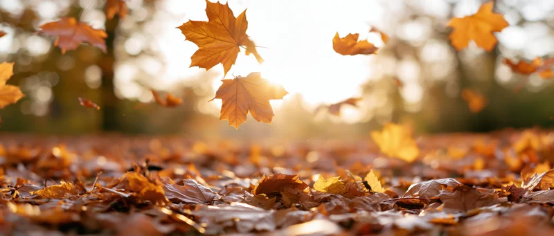 Maple leaves swirling and falling over a carpet of fallen foliage in a park at autumn