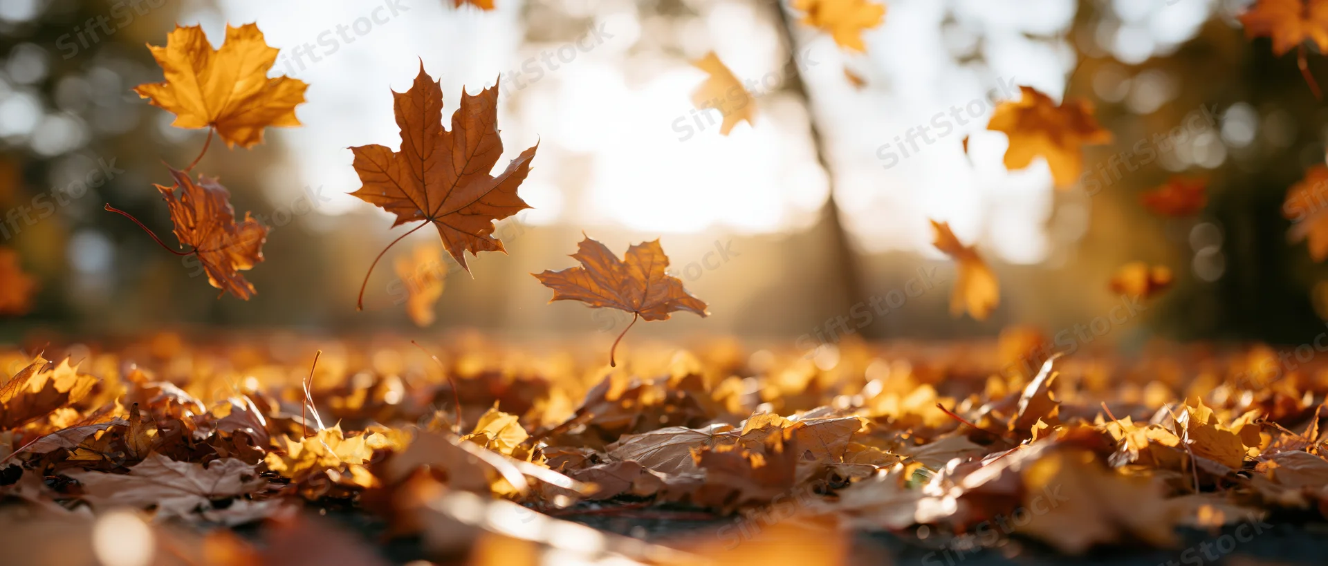 Maple leaves falling and swirling over a carpet of foliage in a park ground near a car