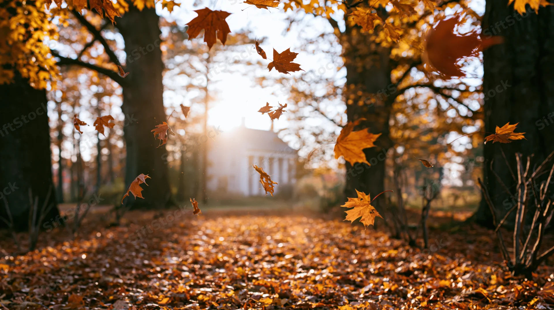 Maple leaves swirling and falling through a sunlit forest in autumn
