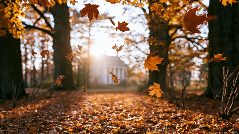 Maple leaves swirling and falling through a sunlit forest in autumn