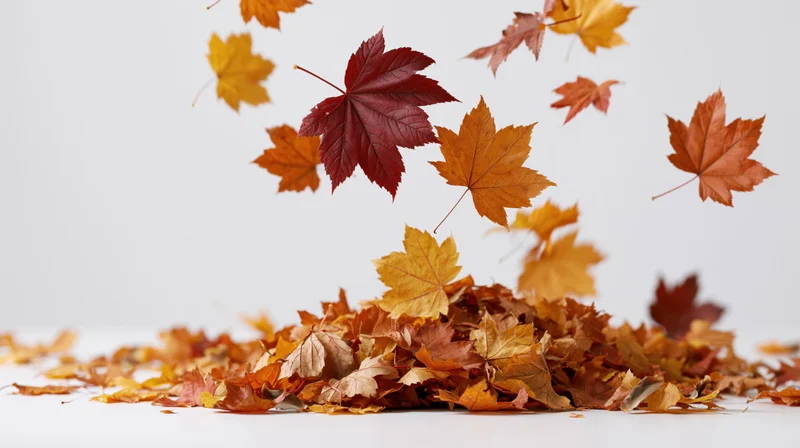 Maple leaves swirling upward in a gust of wind over a pile on white background