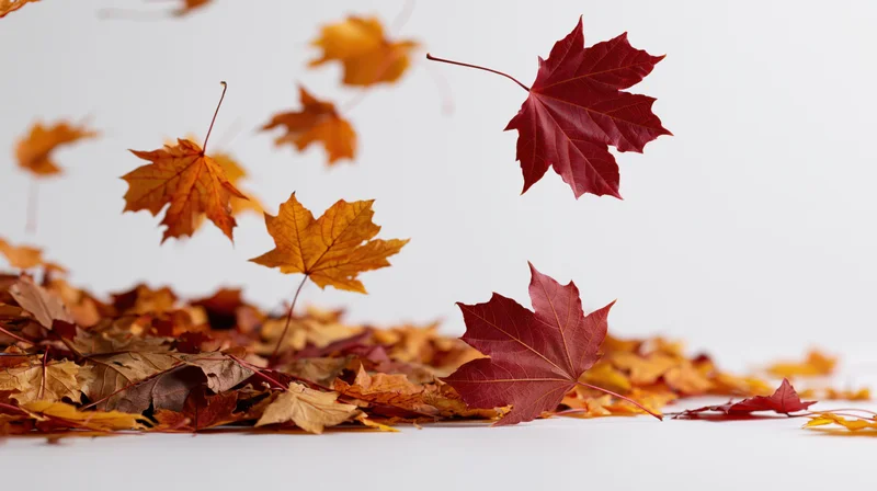 Maple leaves swirling upward in a gust of wind over a white surface