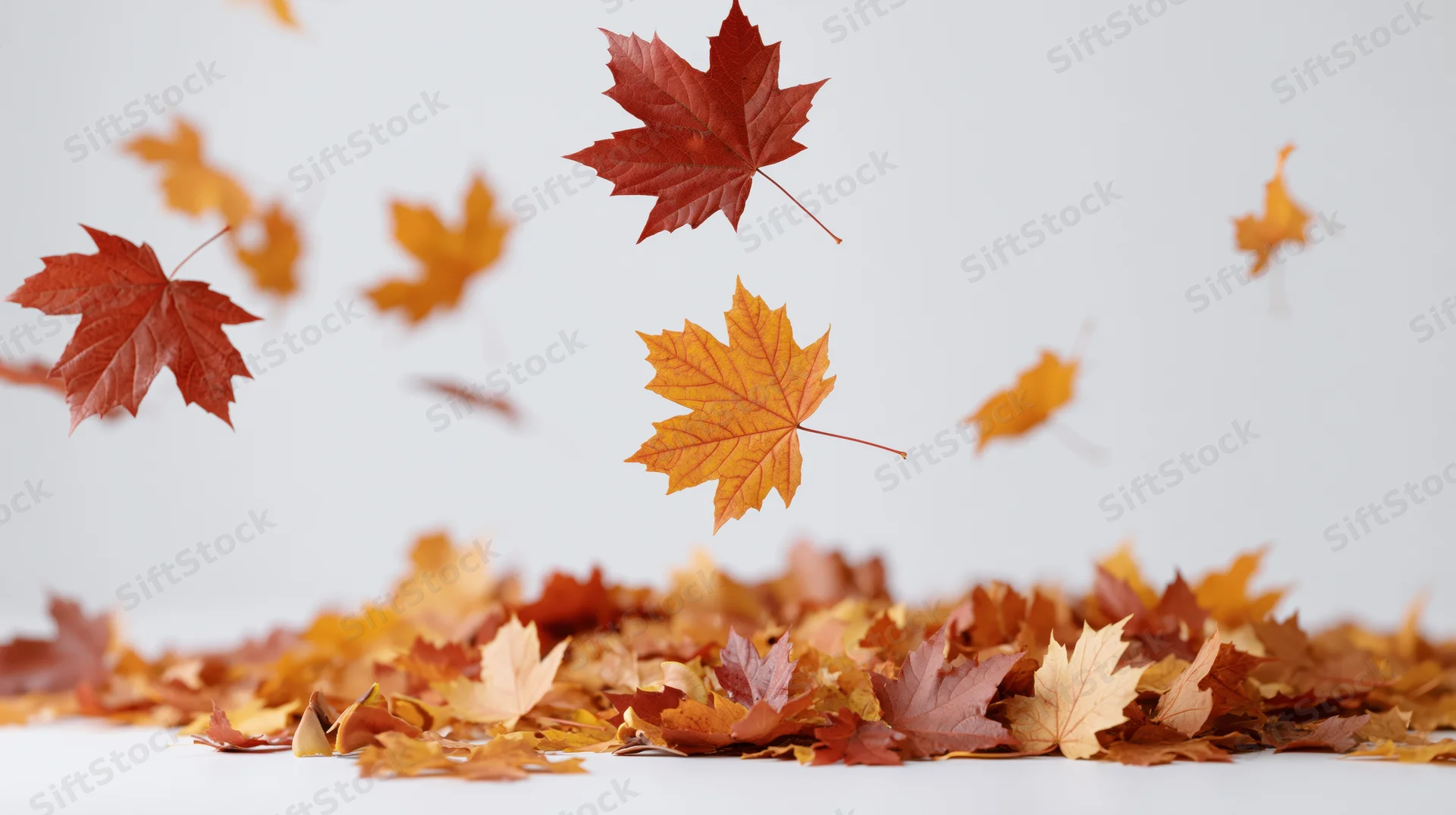 Maple leaves swirling upward in a gust of wind over a pile on white surface