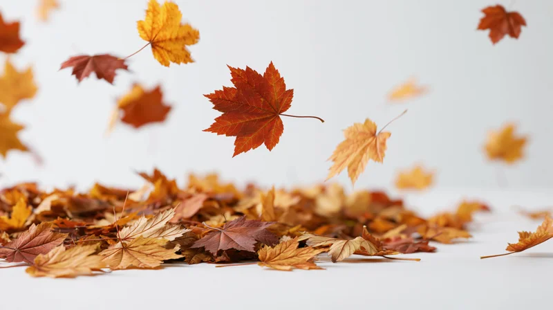 Maple leaves swirling upward in a gust of wind over a white surface