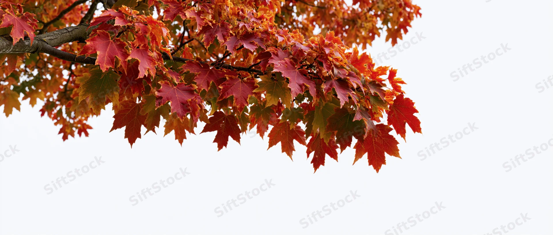 Maple tree branch with autumn foliage against white background
