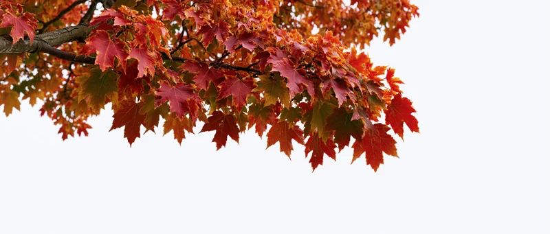 Maple tree branch with autumn foliage against white background