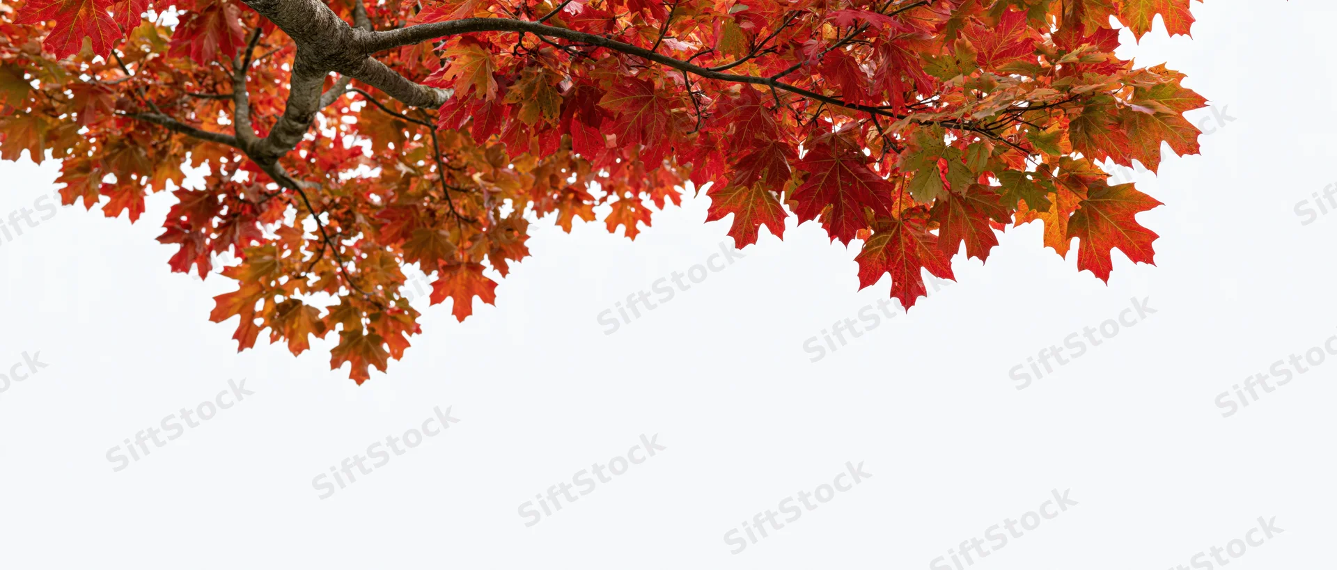 Maple tree branches with red and orange autumn leaves against a white background