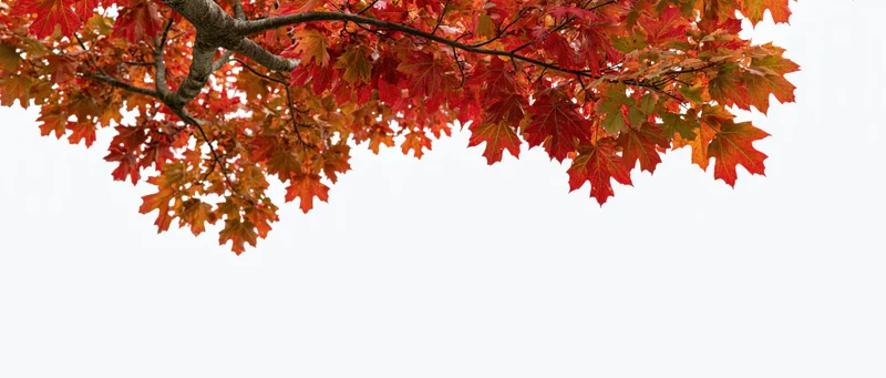 Maple tree branches with red and orange autumn leaves against a white background