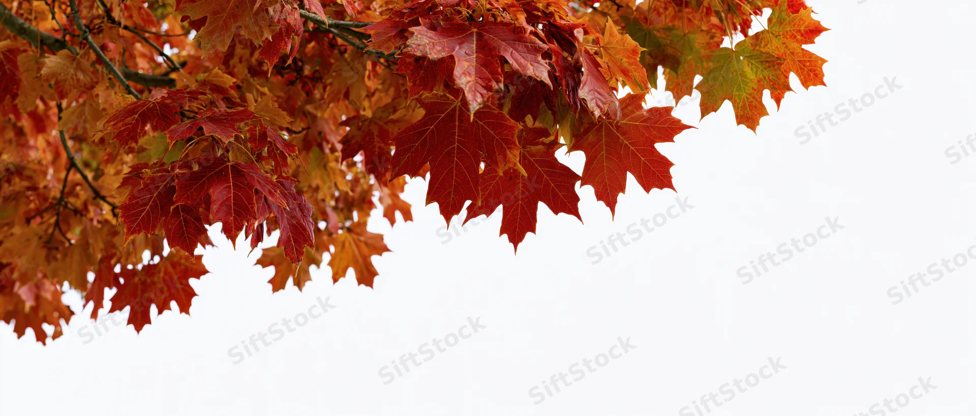 Maple branches with autumn leaves in fall colors against white background