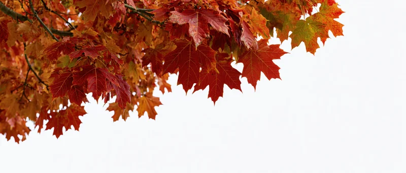 Maple branches with autumn leaves in fall colors against white background