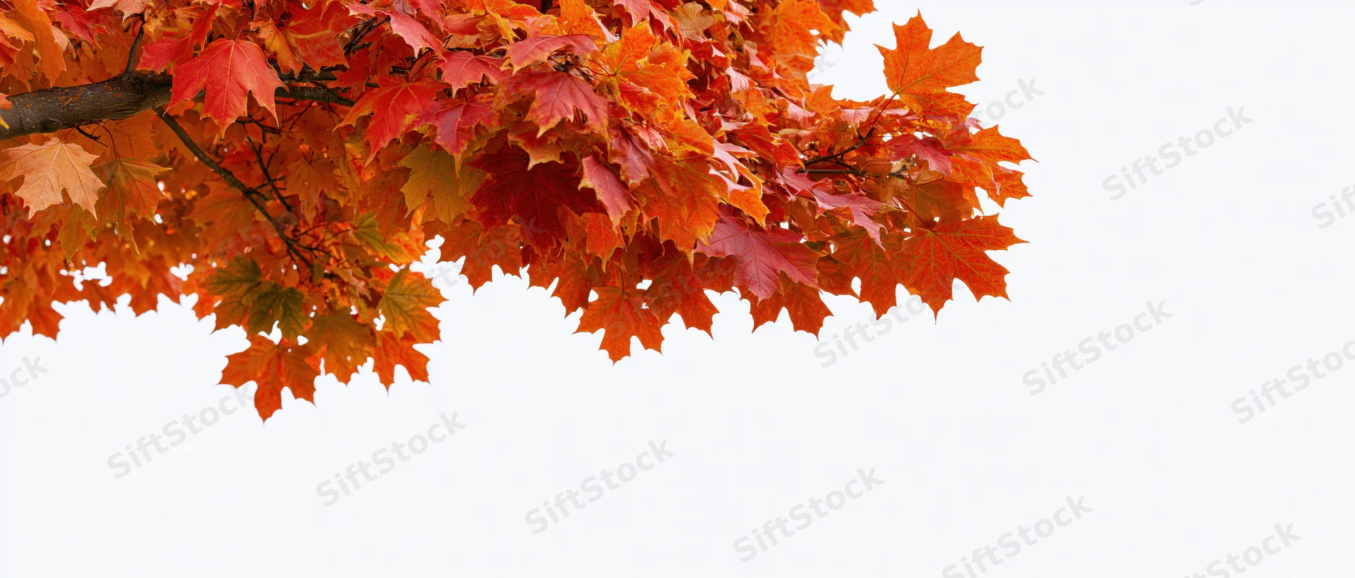Maple tree branch with dense autumn foliage in orange and red hues against white background