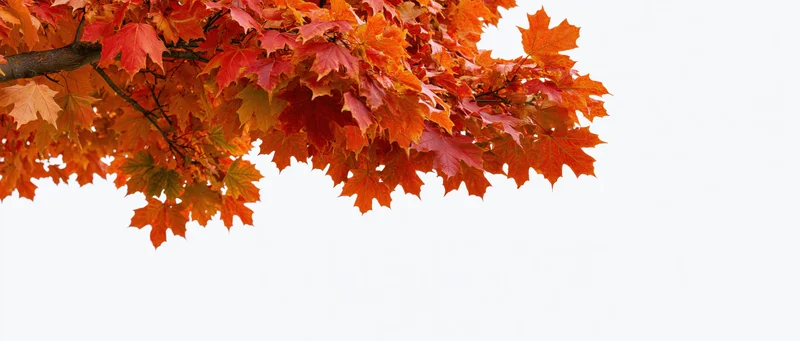 Maple tree branch with dense autumn foliage in orange and red hues against white background