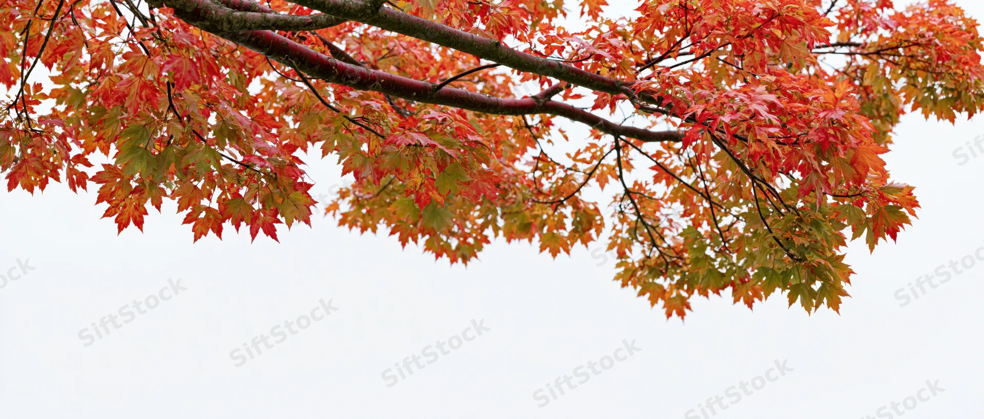 Maple tree branches with red and orange autumn leaves spreading across the top left of the frame against a white sky