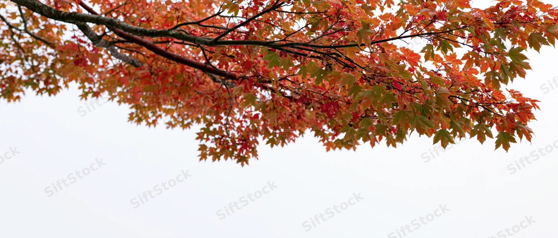 Maple tree branches with autumn leaves spreading across the frame against a bright sky