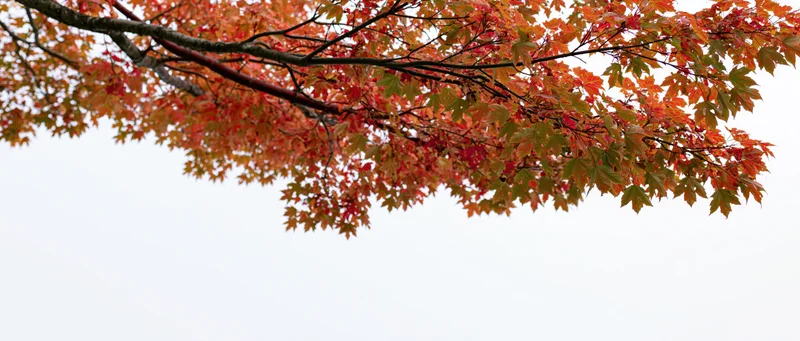 Maple tree branches with autumn leaves spreading across the frame against a bright sky