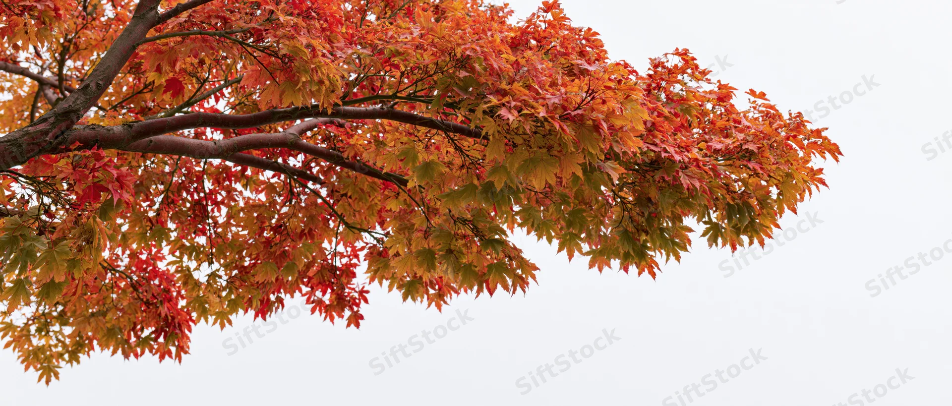 Maple tree branches with red and orange autumn leaves spreading across the frame against a bright sky
