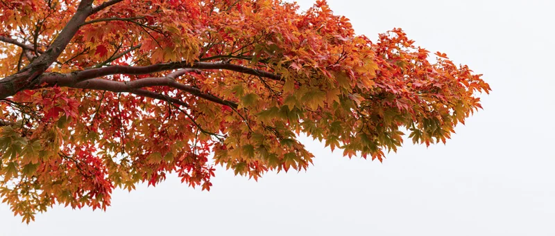 Maple tree branches with red and orange autumn leaves spreading across the frame against a bright sky