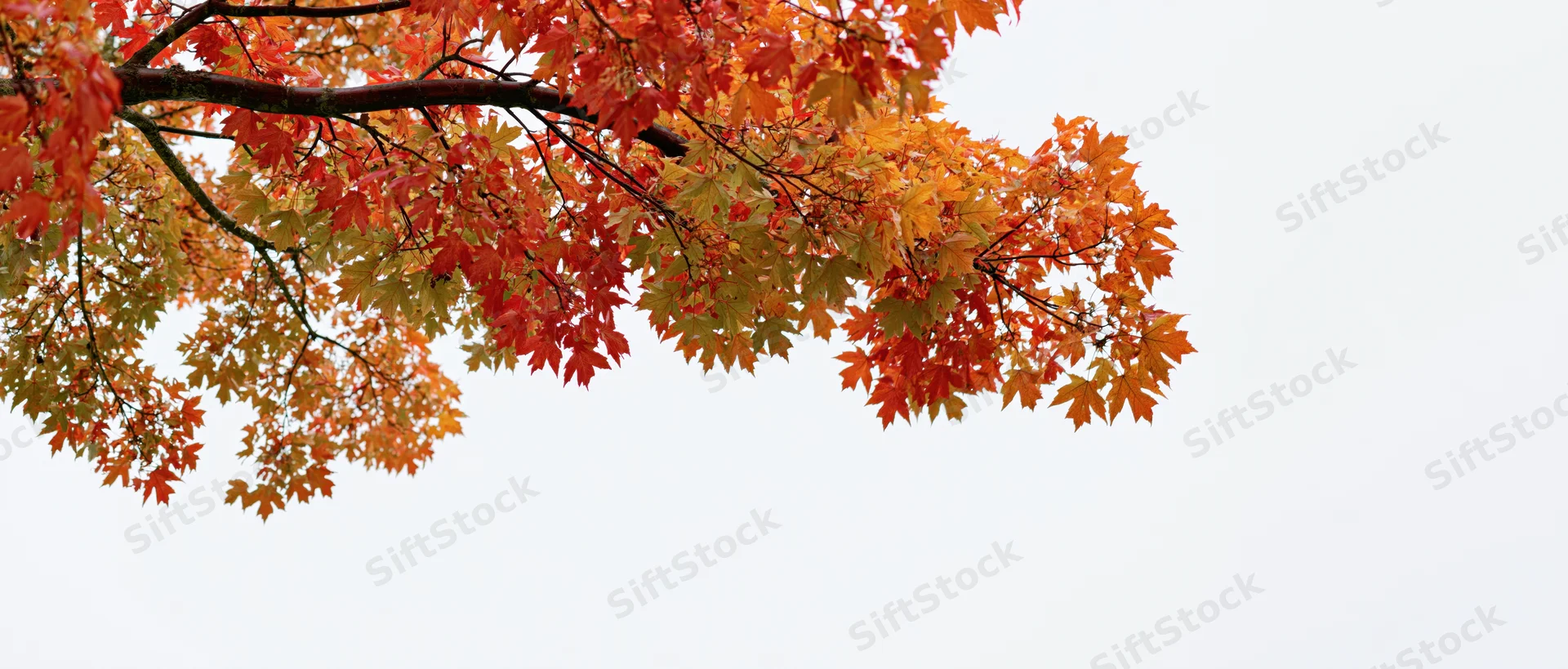 Maple tree branches with autumn leaves spreading across the upper left against a pale sky