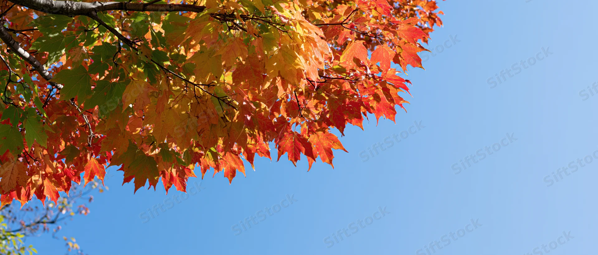Maple tree canopy with autumn leaves in red orange and yellow against blue sky
