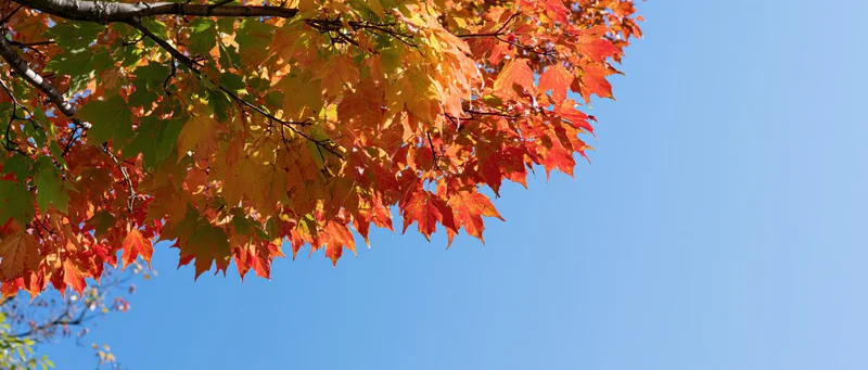 Maple tree canopy with autumn leaves in red orange and yellow against blue sky