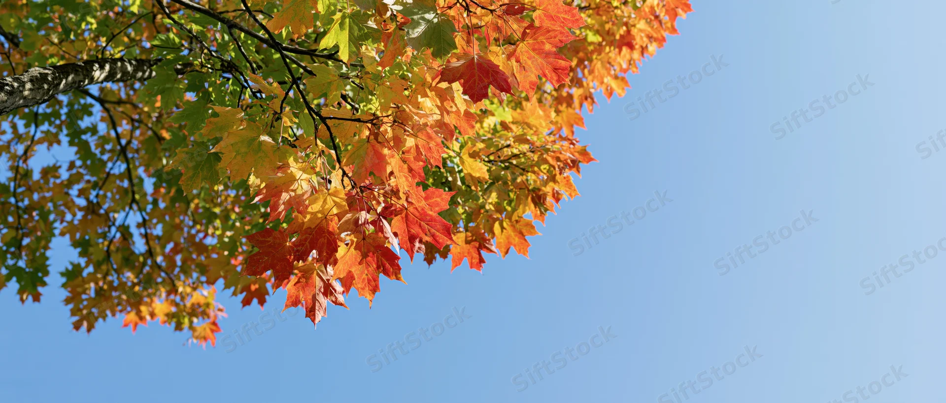 Maple tree canopy with autumn leaves in vibrant fall colors against a clear blue sky