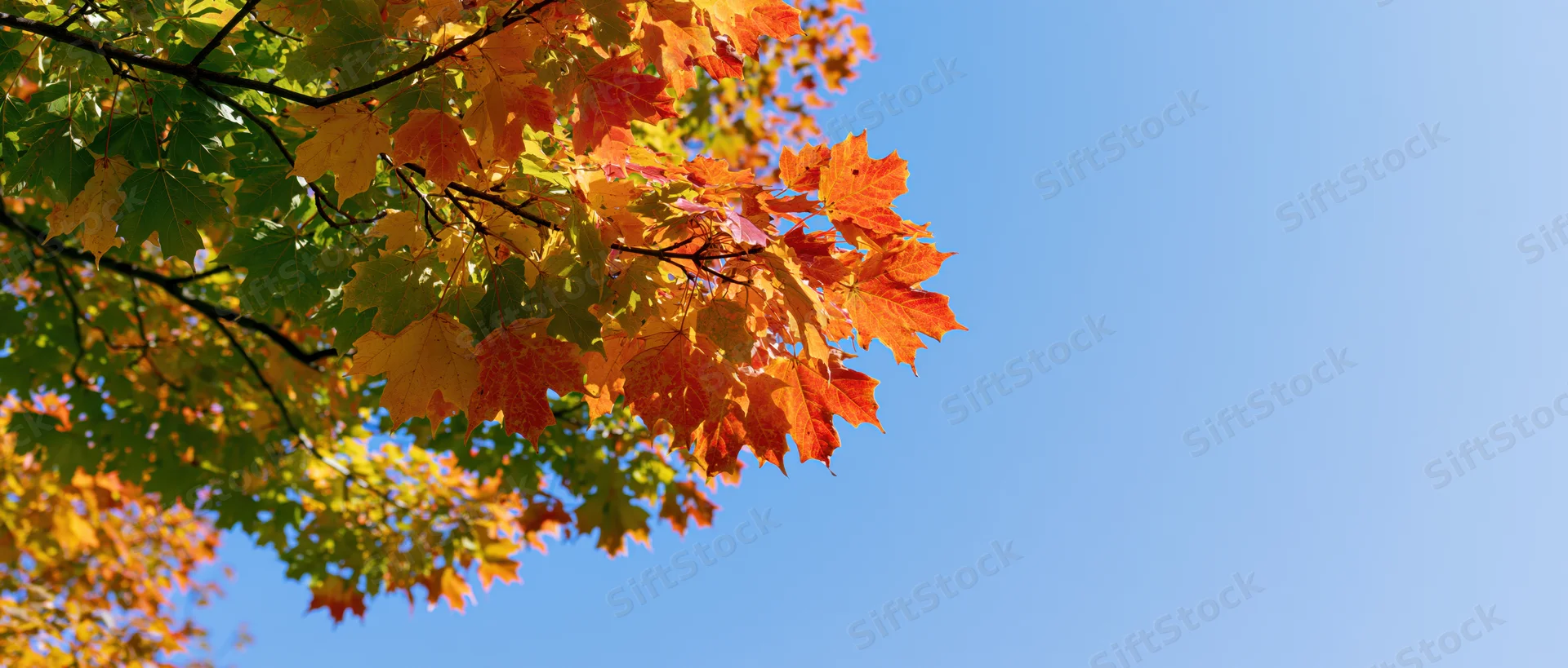 Maple tree canopy with autumn leaves in vibrant orange, red and yellow against a clear blue sky
