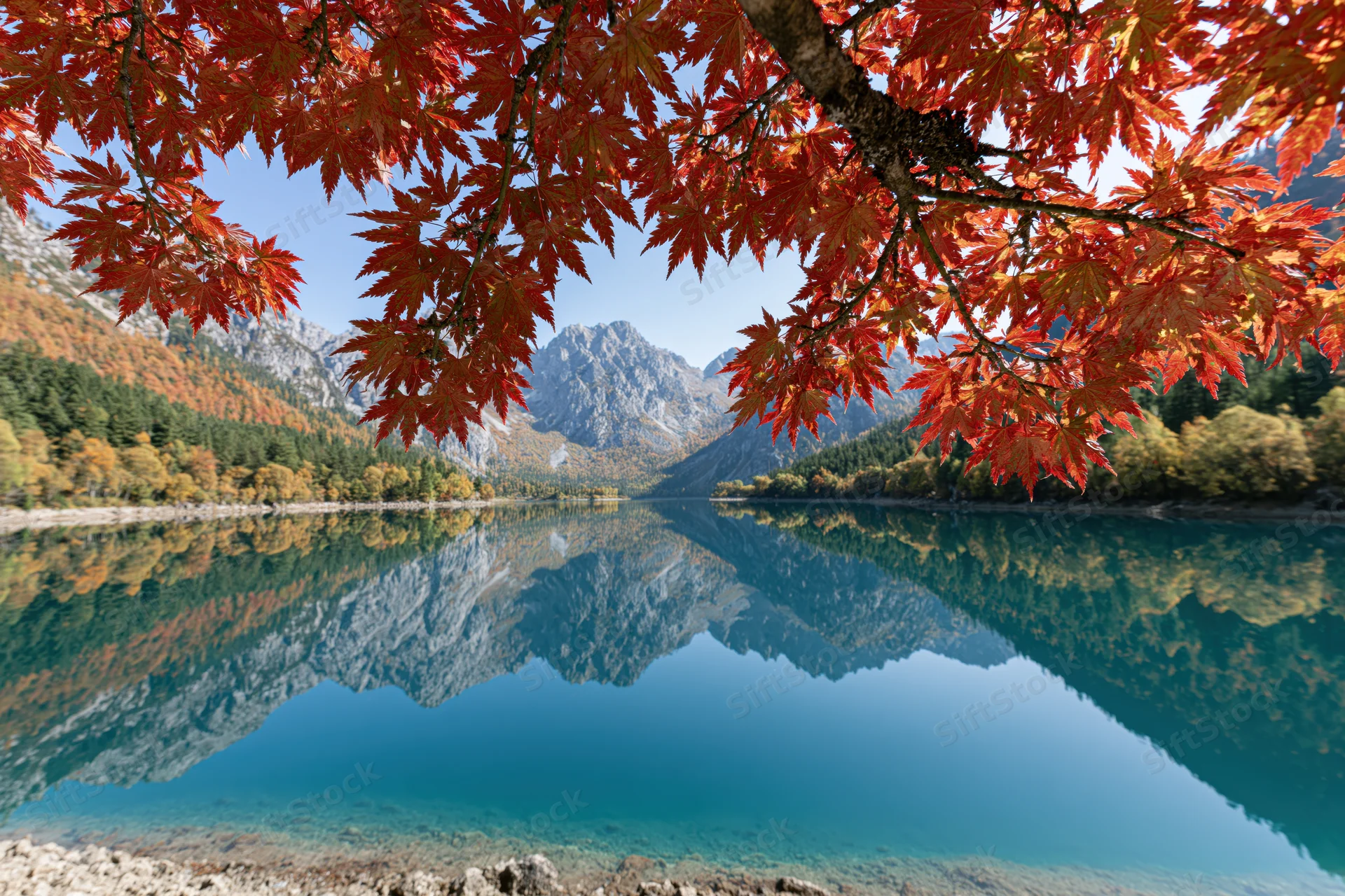 Red maple leaves framing a calm lake reflecting alpine mountains in autumn