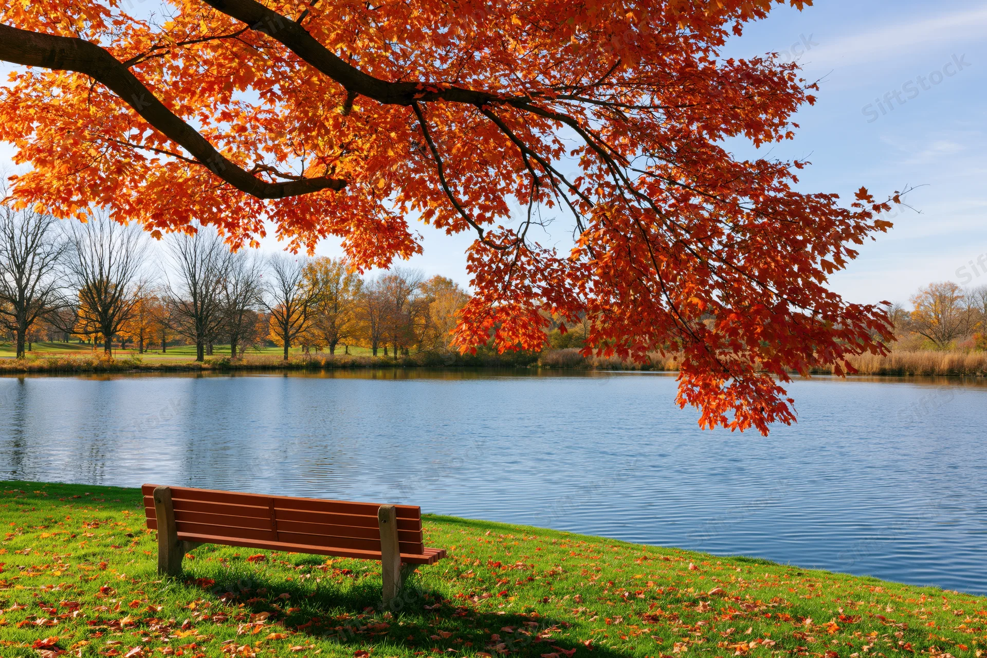 Maple tree with orange-red leaves arching over a park bench beside a calm lake