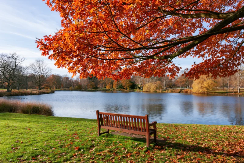 Maple tree with orange-red foliage arching over a park bench beside a calm lake in autumn