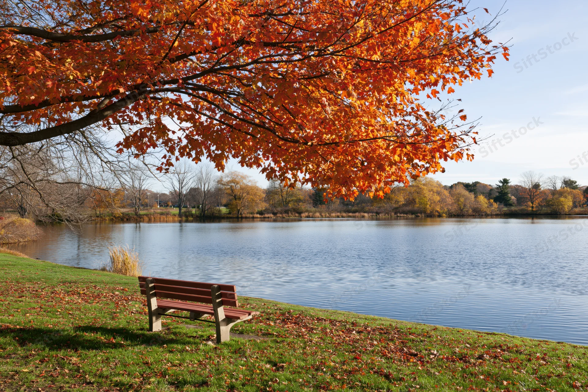 Autumn maple tree with orange-red foliage arching over a park bench by a calm lake