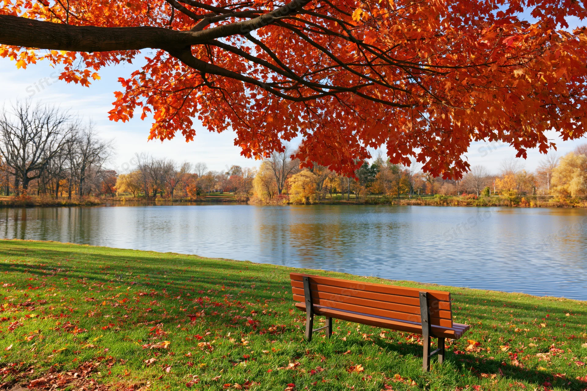 Maple tree with orange-red leaves arching over a park bench beside a lake in autumn