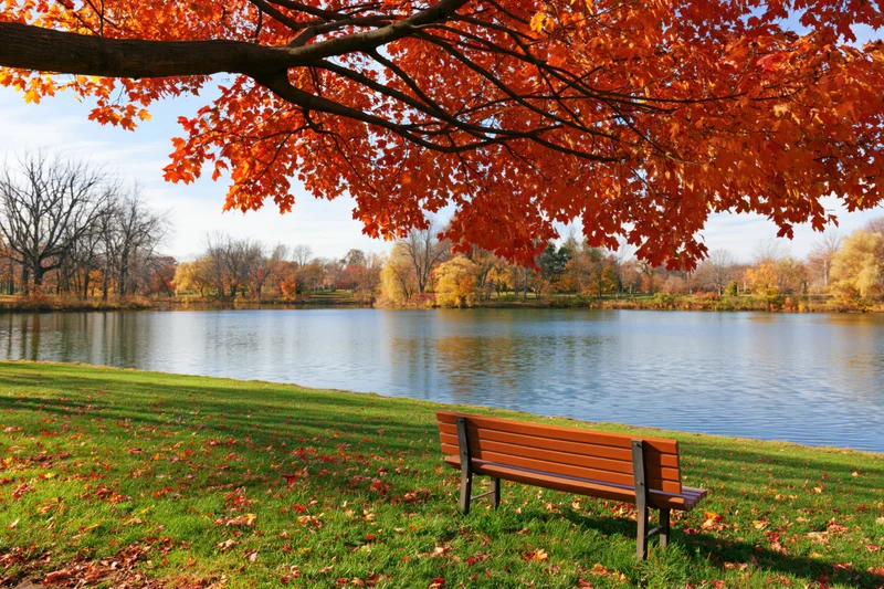 Maple tree with orange-red leaves arching over a park bench beside a lake in autumn