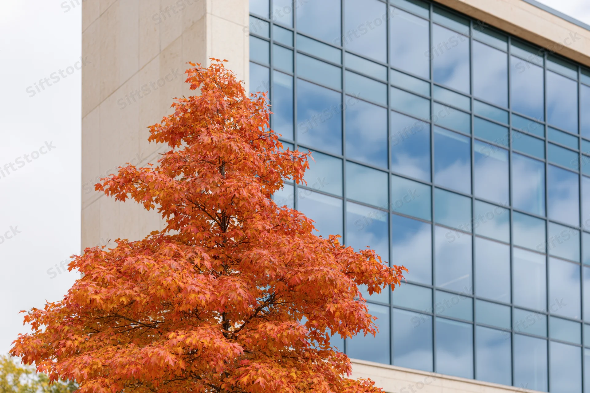 Autumn maple tree with vibrant orange red foliage in front of modern glass building facade