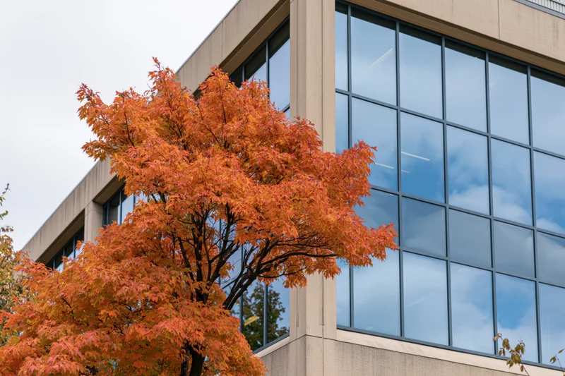 Autumn maple tree with vibrant orange foliage in front of a modern glass building facade